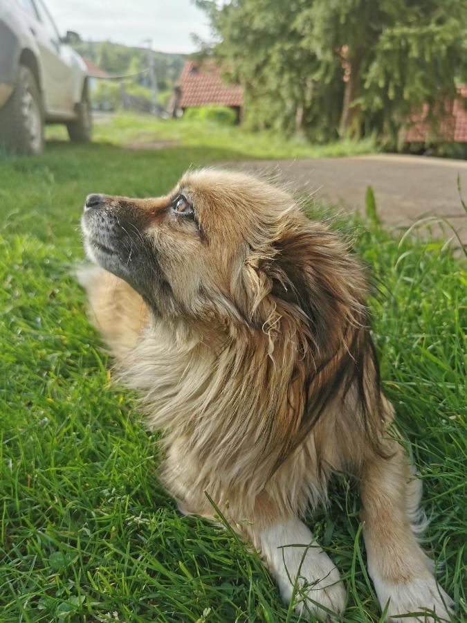 Planinski Mir Zaovine Bagian luar foto