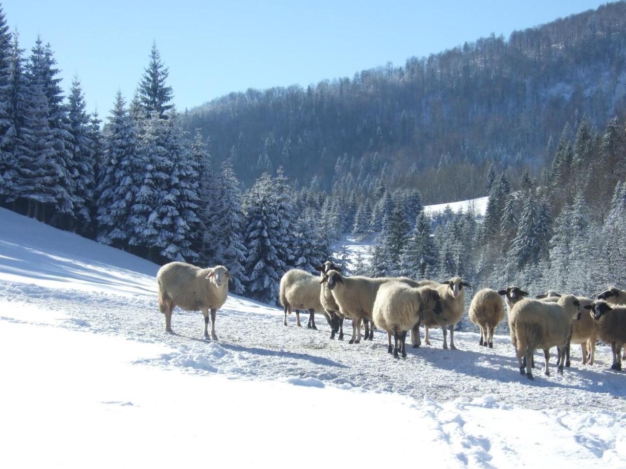 Planinski Mir Zaovine Bagian luar foto